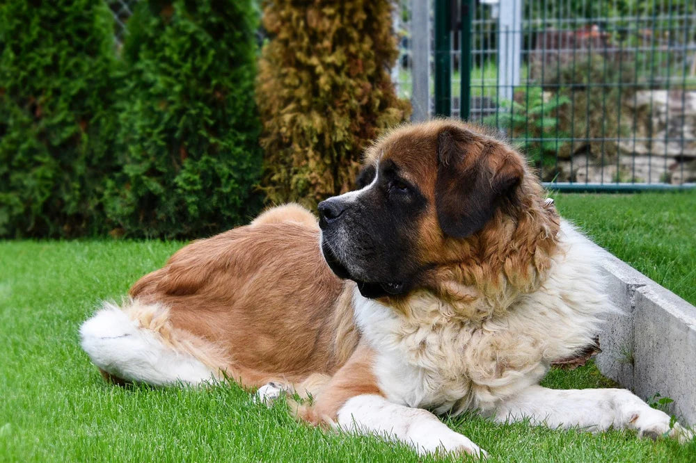 AN INTRODUCTION TO THE MAGNIFICENT ST. BERNARD DOGS
