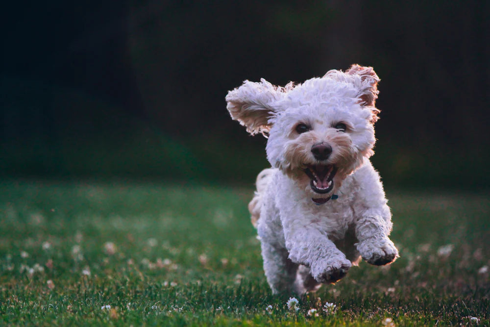YOUR DOG WILL LOVE ZOOMIES - HERE'S WHY!